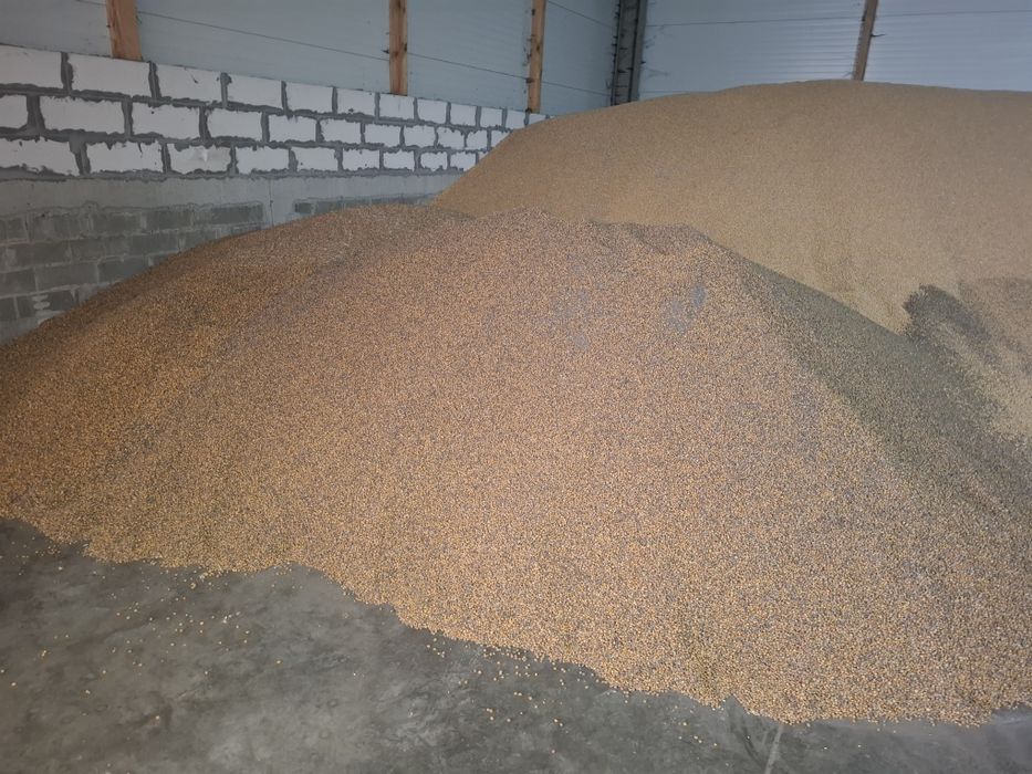 Kukurydza mocno suszona na opał