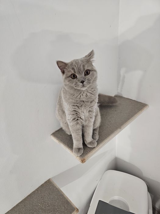 Talia - liliowa kotka