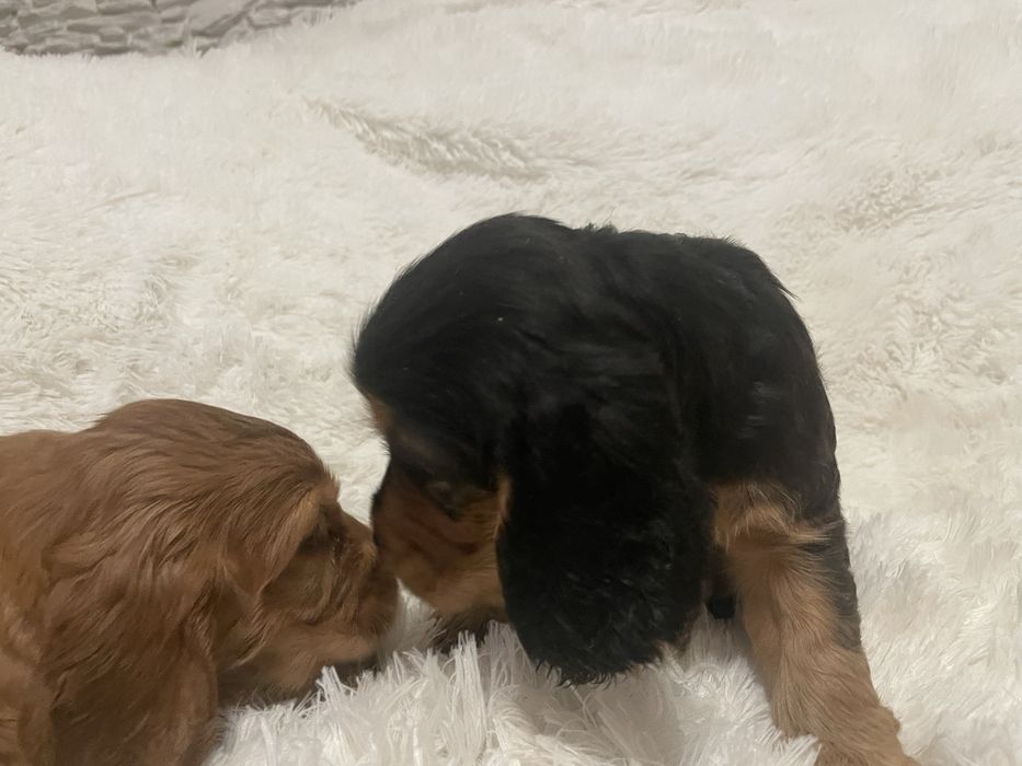 Cocker spaniel angielski