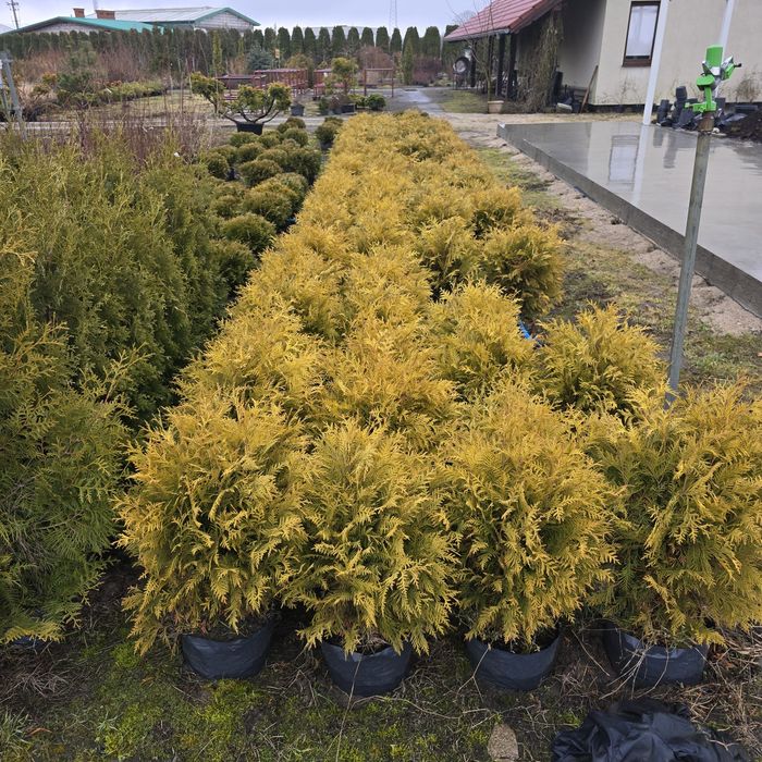 Tuja golden globe 40-150 cm tuje woodwardii kula zielona kule zolta