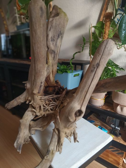 Korzeń do akwarium lub terrarium