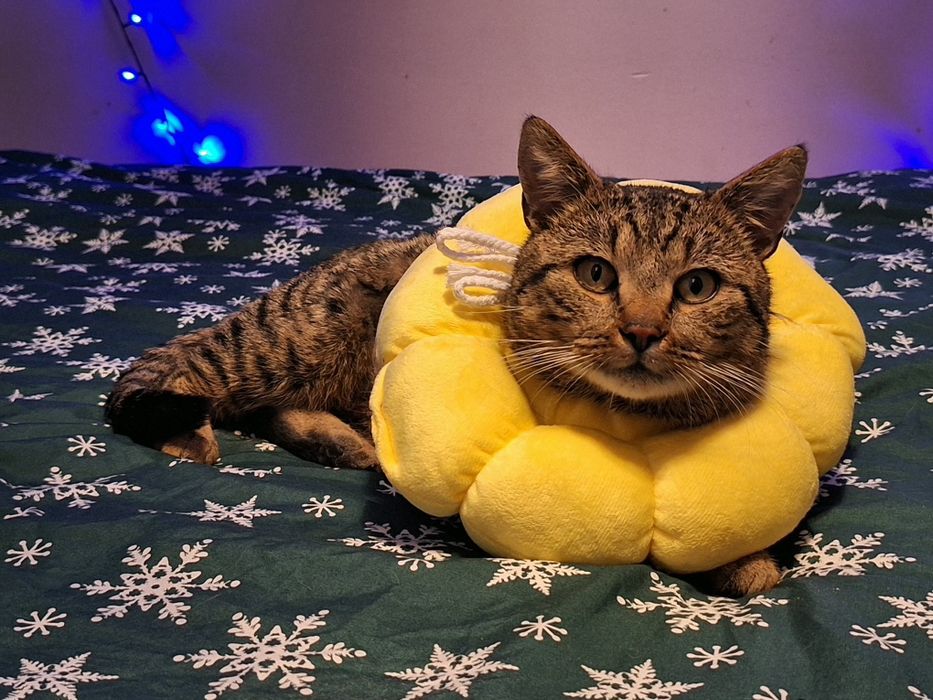 Daktyl - słodki, bury szczęściarz szuka domu na zawsze!