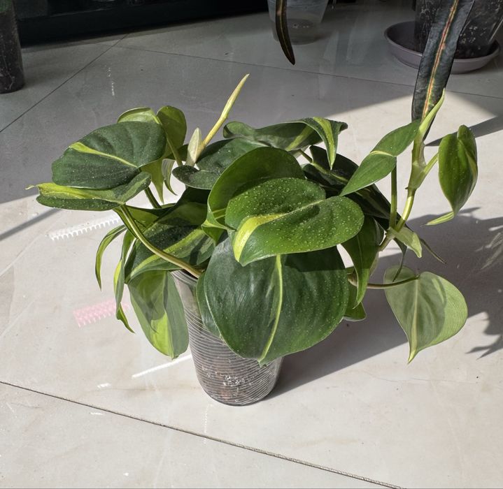 Philodendron Pink princess marble