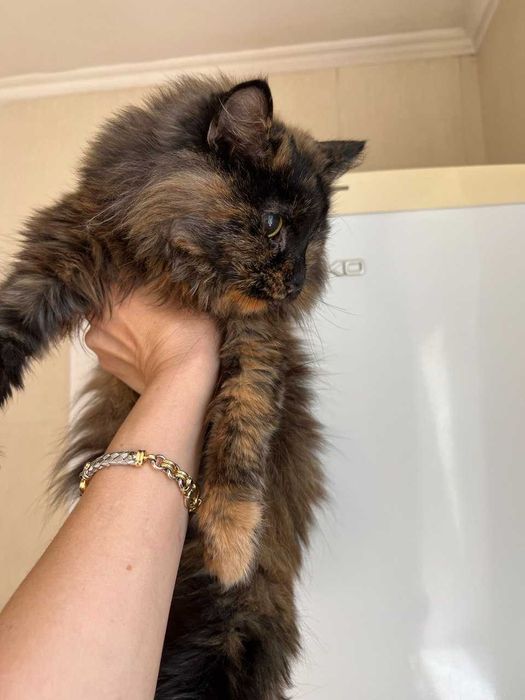 Особенная кисонька