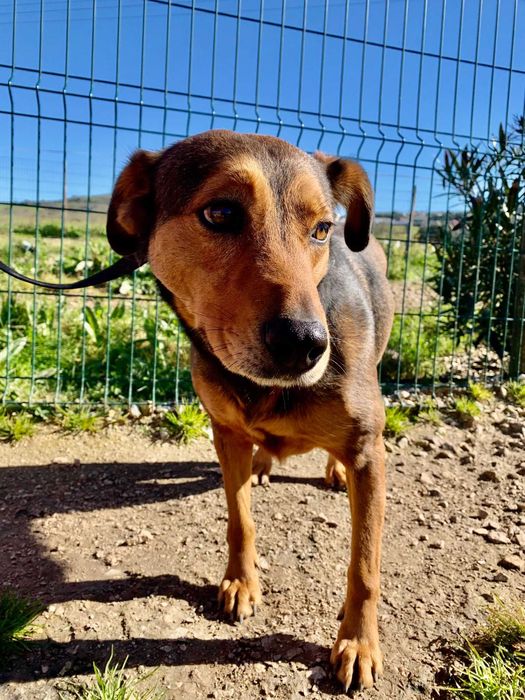 Bandida - cadela média para adoção