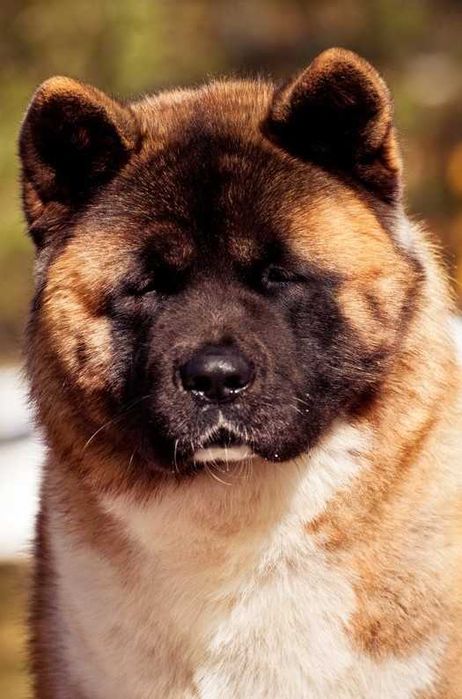 Неймовірні ведмедики ~ Американська Акіта ! Американская Акита КСУ