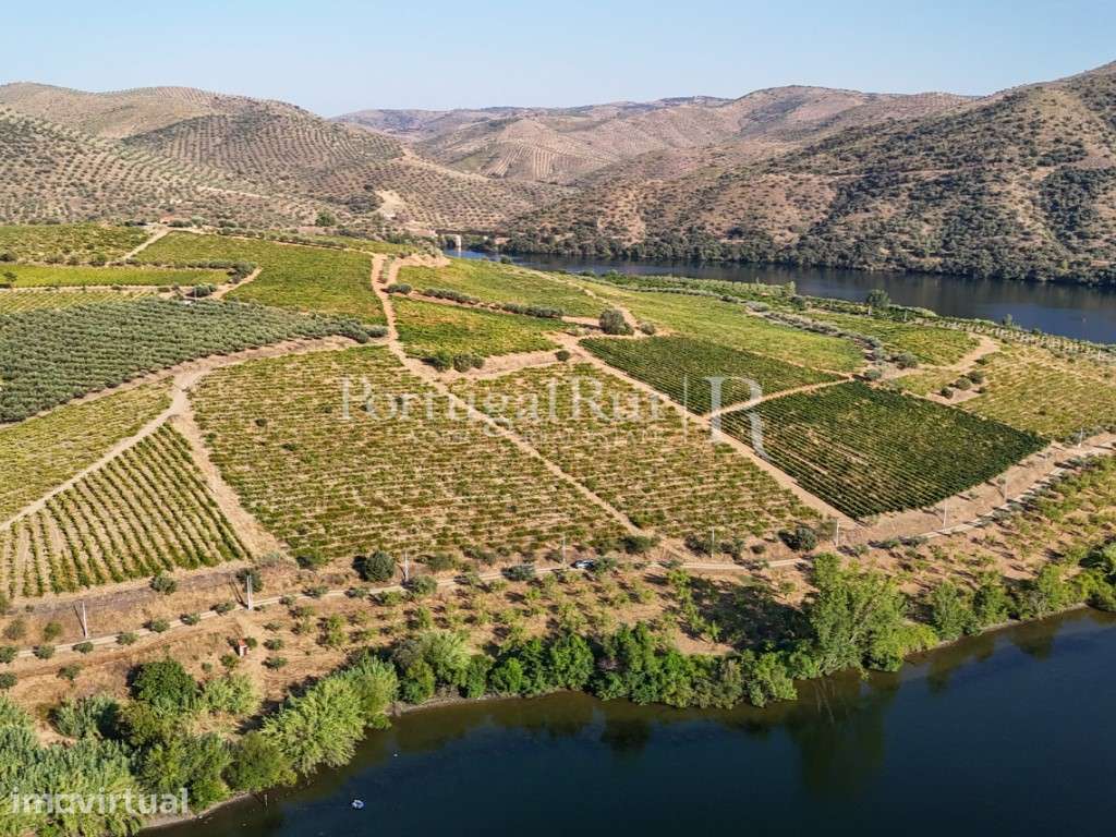 Quinta no Douro junto ao Rio com 3 construções - Grande imagem: 5/50