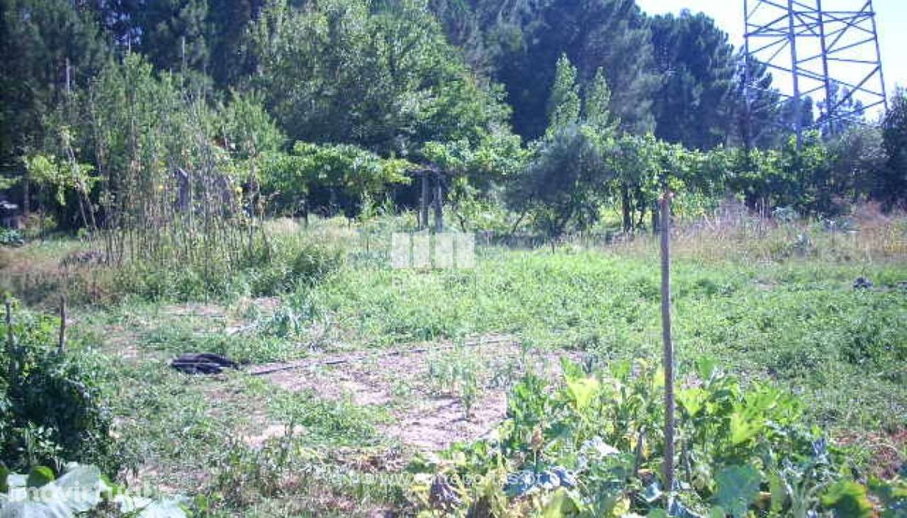 Venda Terreno, Espadanedo, Cinfães - Grande imagem: 5/14