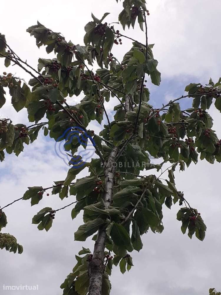 Propriedade em Vinhas distrito de Bragança em plena natureza - Grande imagem: 4/12