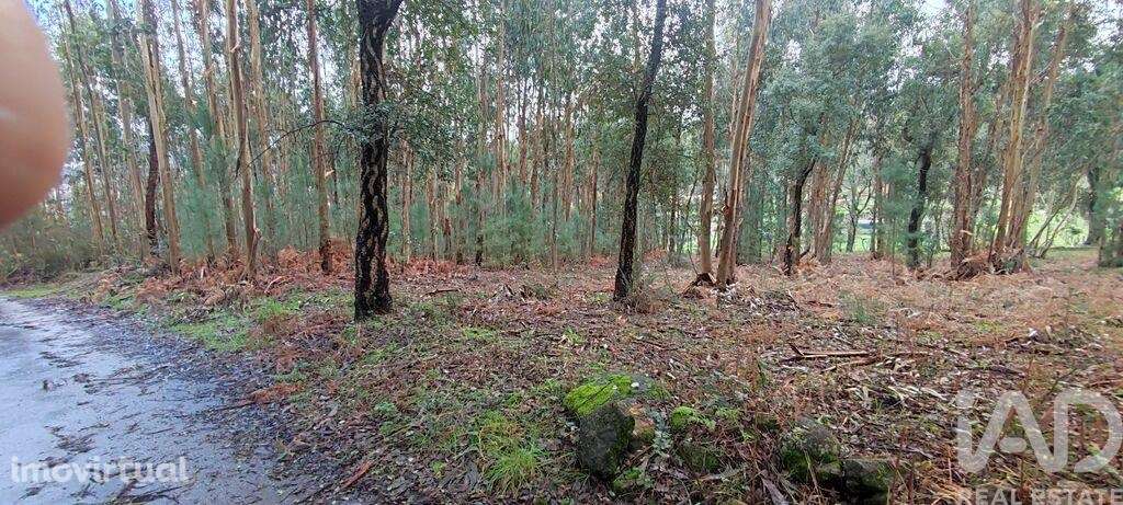 Terreno Agrícola em Bela - Grande imagem: 3/13