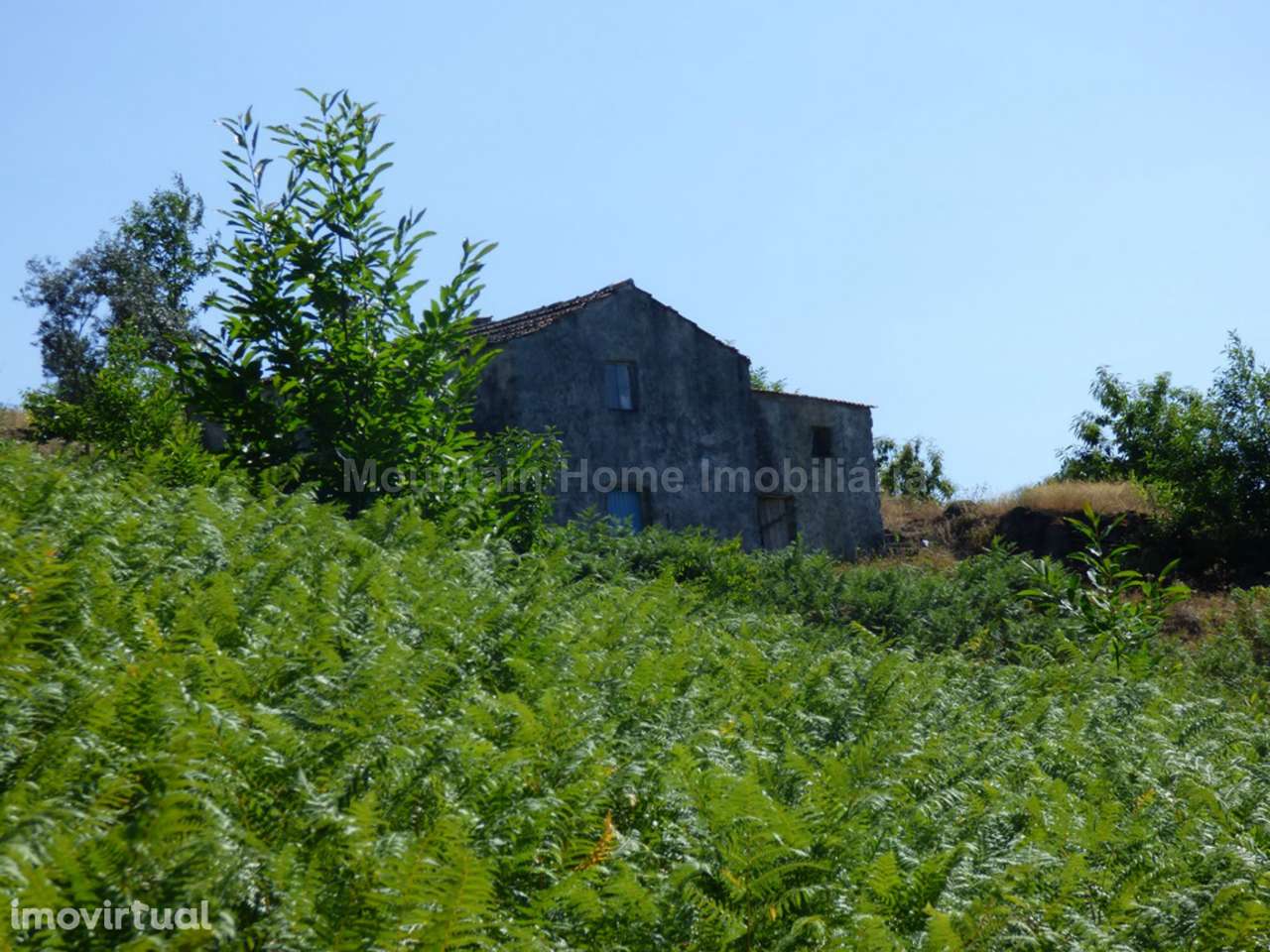 Quintinha  Venda em São Gião,Oliveira do Hospital - Grande imagem: 5/16