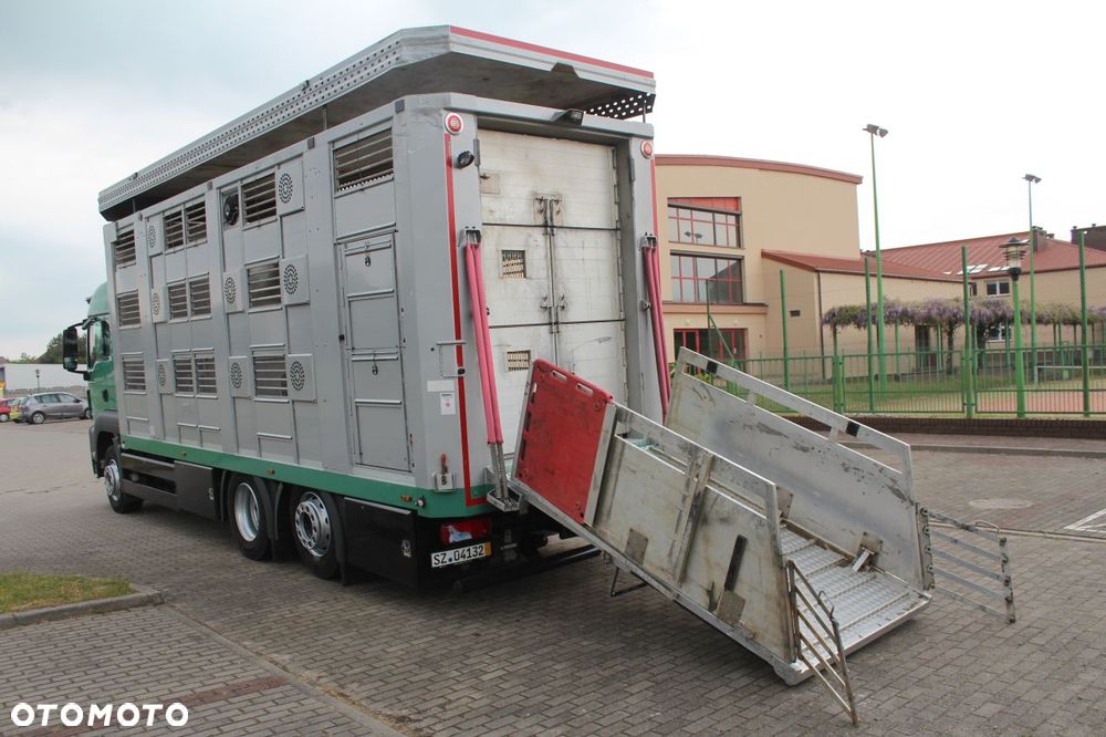 MAN TGS 26.440 DO ŻYWCA ZWIERZĄT BYDŁA Z NIEMIEC - 11