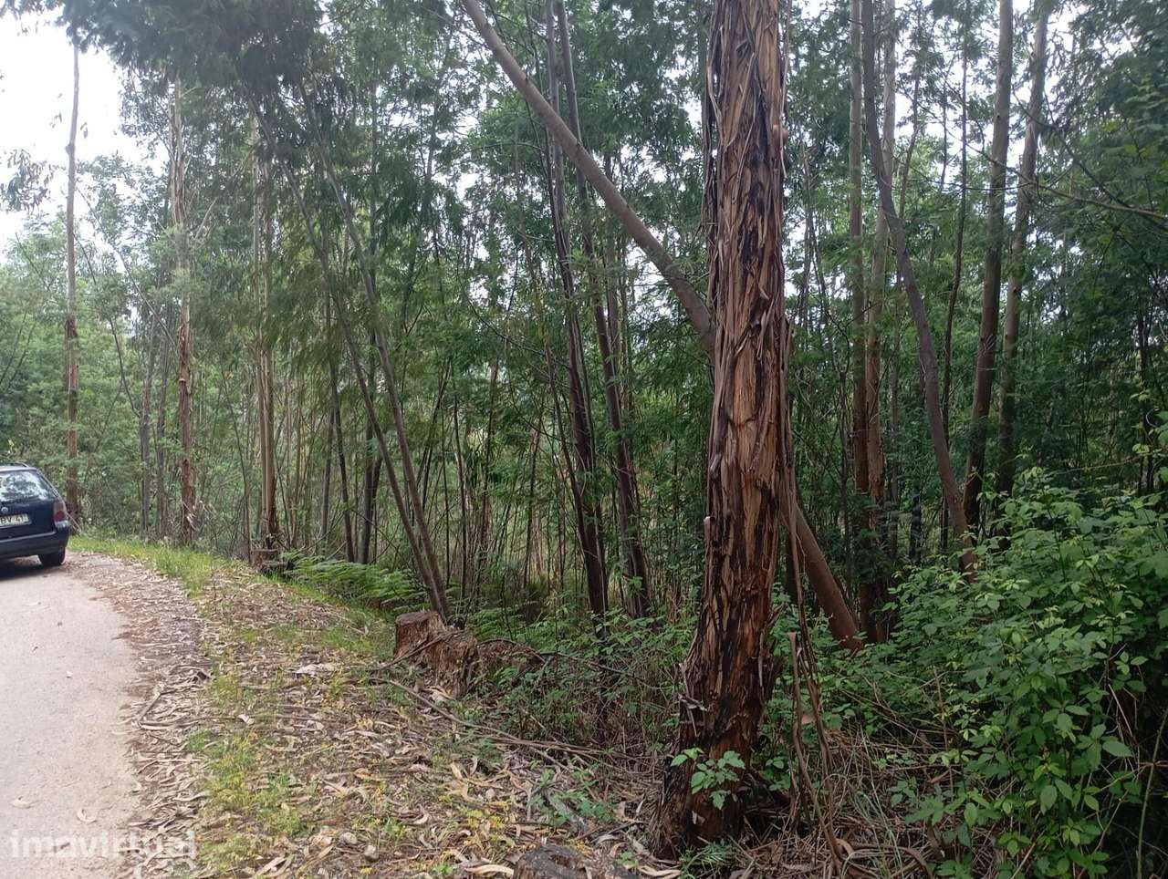 Terreno Rústico com 1.128 m2 em Torres do Mondego – Coimbra - Grande imagem: 4/5