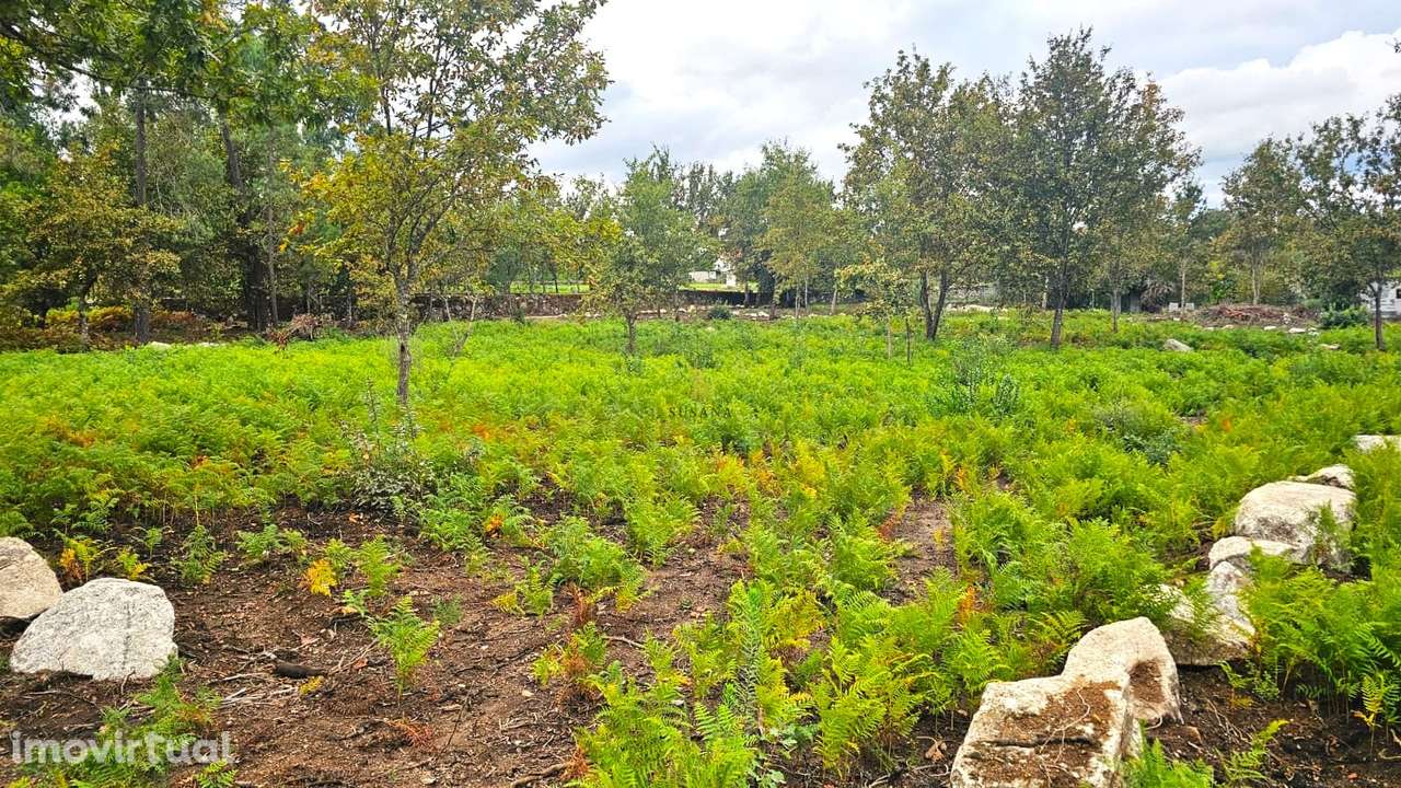 Terreno Rústico  Venda em Rio de Loba,Viseu - Grande imagem: 2/6