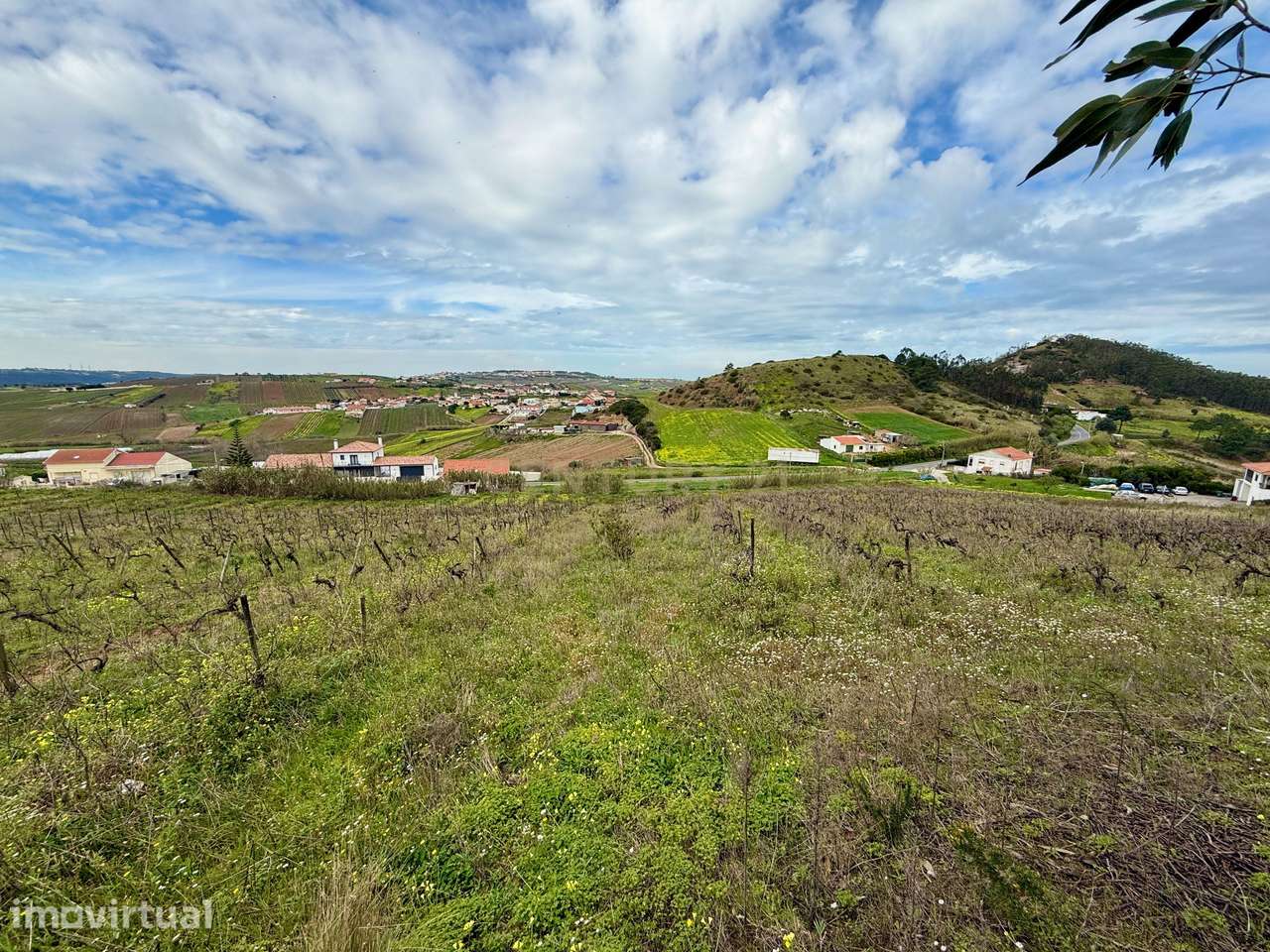 Terreno Rústico c/17 960m2 e vinhas antigas - Grande imagem: 2/11