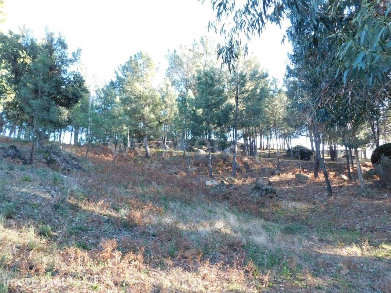 Terreno / Fundão, Pêro Viseu - Grande imagem: 4/10