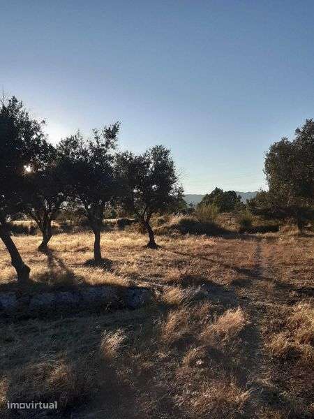 Quinta 32 hectares  Beira Baixa - Grande imagem: 5/5