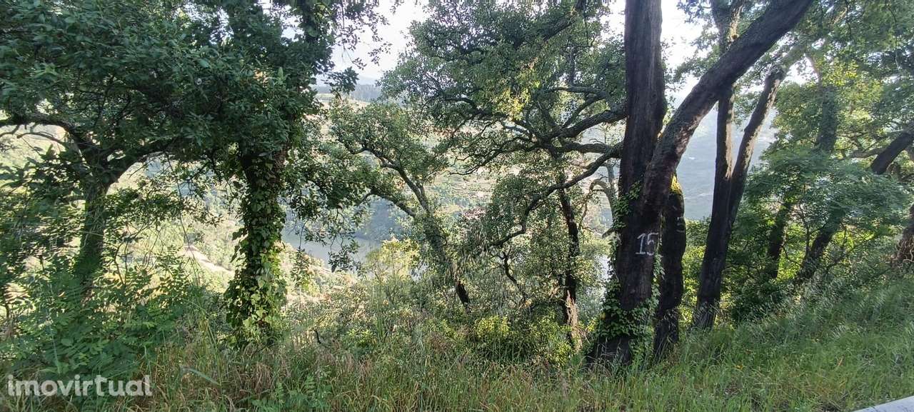 Terreno florestal com vista para a praia fluvial de Porto de Rei em Ba - Grande imagem: 4/45