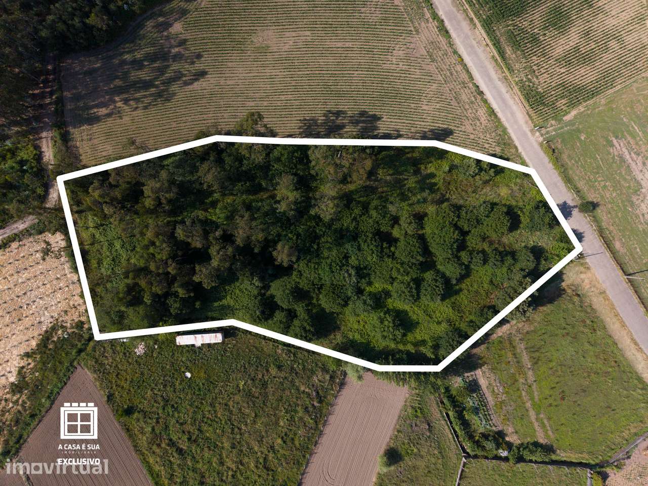 Terreno agrícola com 6.050 m² em Arada, Ovar - Exclusivo - Grande imagem: 4/23