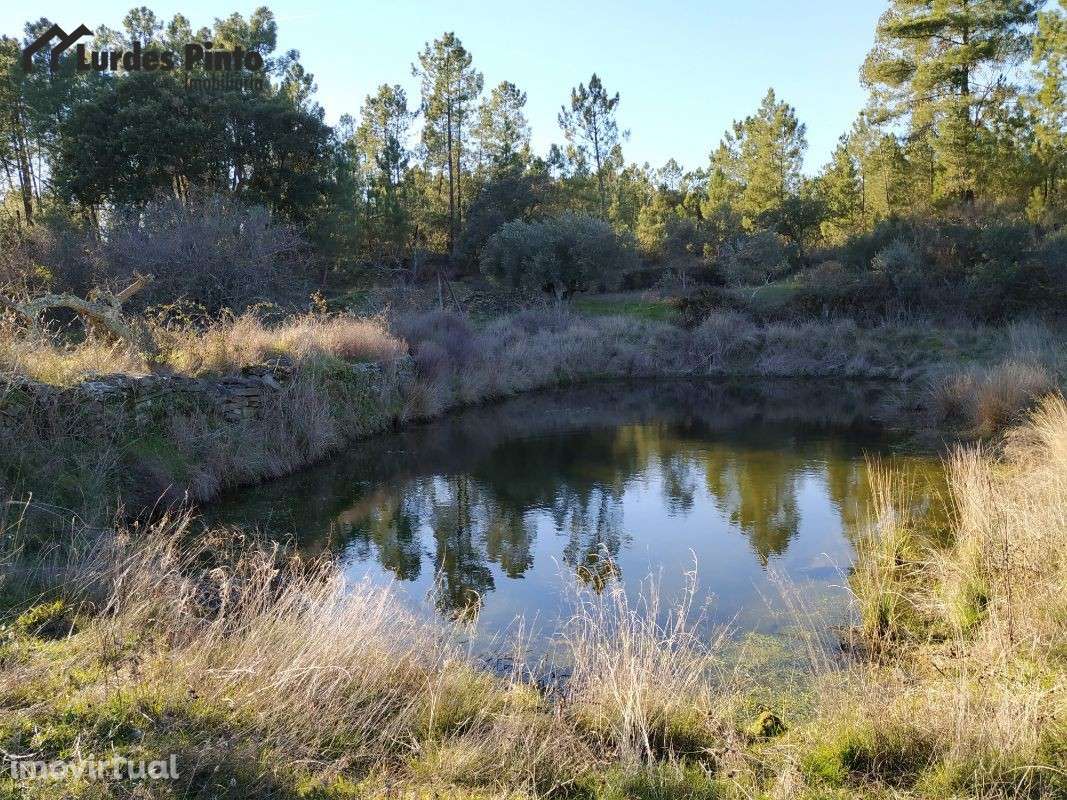 Quinta com arrecadação e muita água - Grande imagem: 3/15