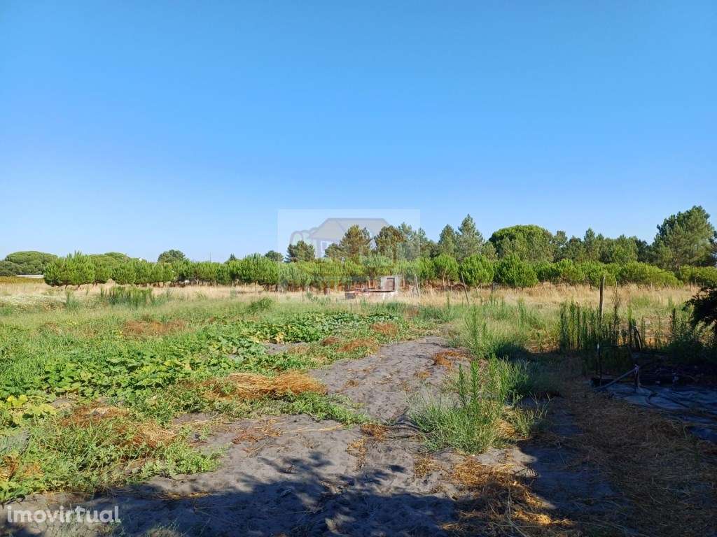 Lote com 6000 m2 e armazém - 15 minutos de Grândola - Grande imagem: 5/10