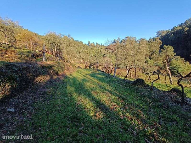 Vende-se Quinta de Oliveiras e Vindimas com 5369.16m2 - Grande imagem: 5/12