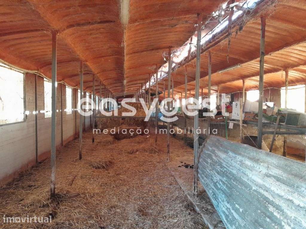Terreno e Exploração Pecuária, com electricidade, agua e gás - Grande imagem: 3/15