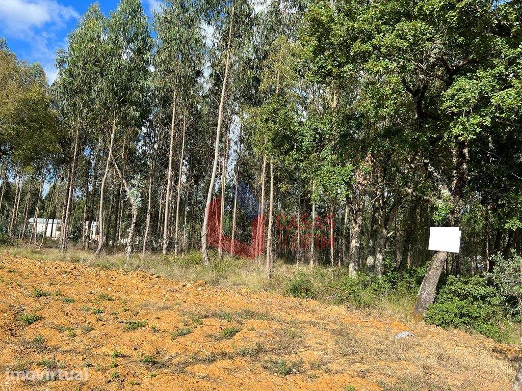 Terreno rústico Eucaliptal/Olival com 2.880m2 em Chão de Feira, Cal... - Grande imagem: 2/2