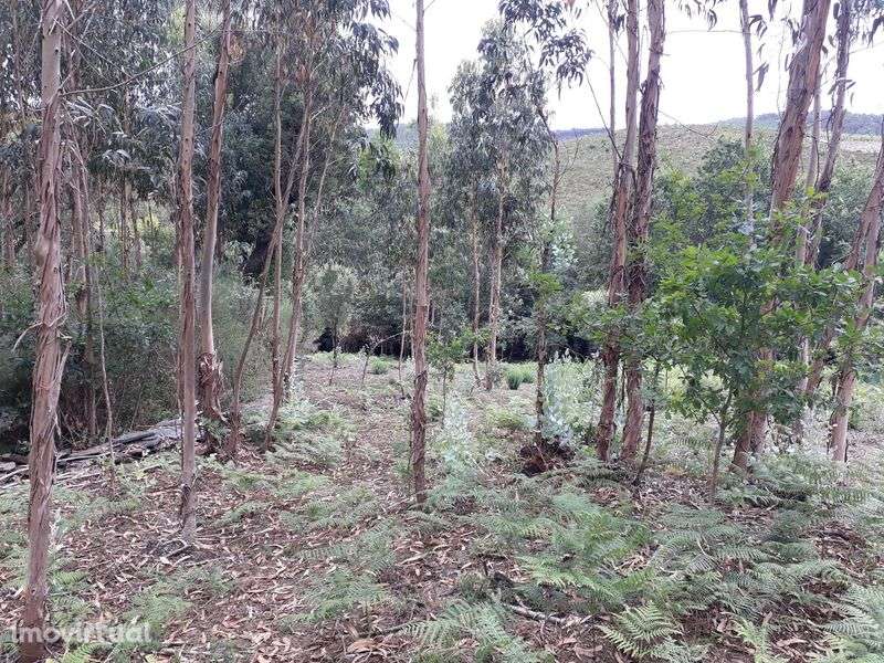 Terreno / Quinta , Penafiel, perto do Porto, 8000 m2, 20 000€ - Grande imagem: 2/12