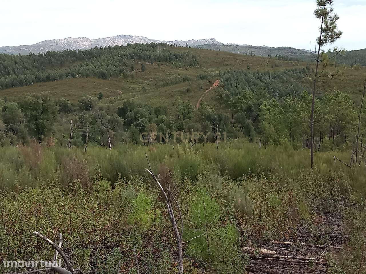 Terreno com 17040m2 em Sobral do Campo - Grande imagem: 2/9
