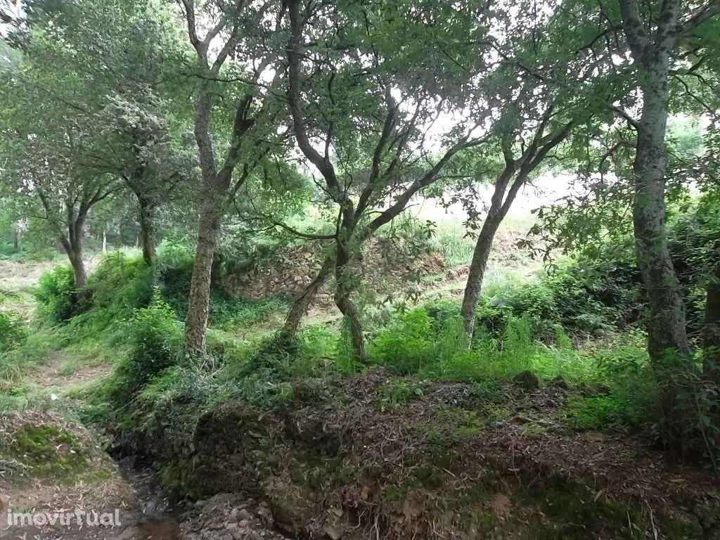 Terreno rústico na Vila de Cucujães, Oliveira de Azeméis - Grande imagem: 2/2