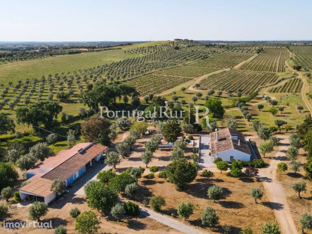 Herdade de 18 hectares com vinha, adega e olival em Avis - Grande imagem: 2/36