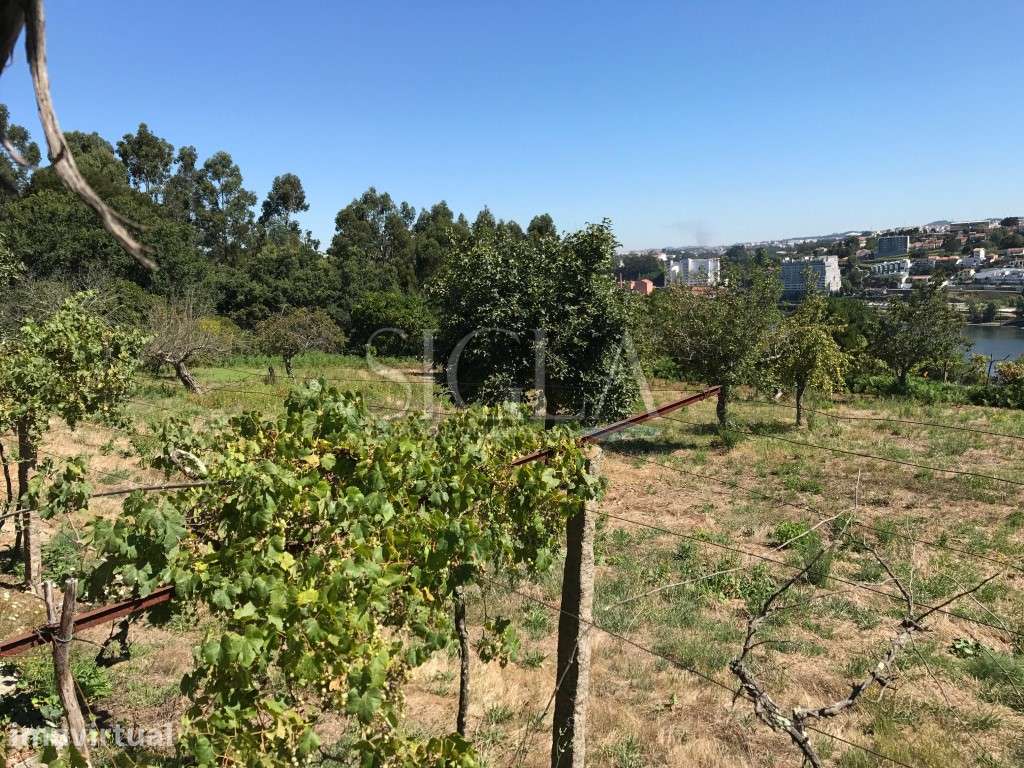Terreno em Oliveira do Douro - Grande imagem: 5/5