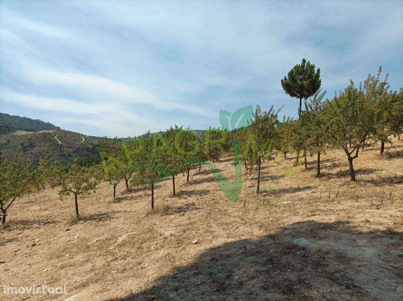 Terreno rústico "Fojo" em Póvoa de Penela - Grande imagem: 2/17