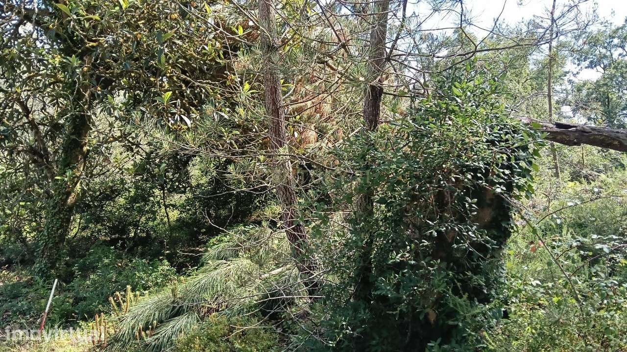 Terreno Agroflorestal em Vila Cã, Pombal - 2575m² com Vista Montanha - Grande imagem: 5/5