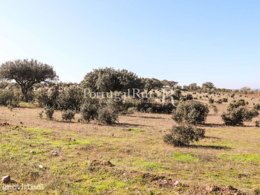 Quinta de 7,5 ha em Cabeça de Carneiro, Alandroal - Grande imagem: 3/10