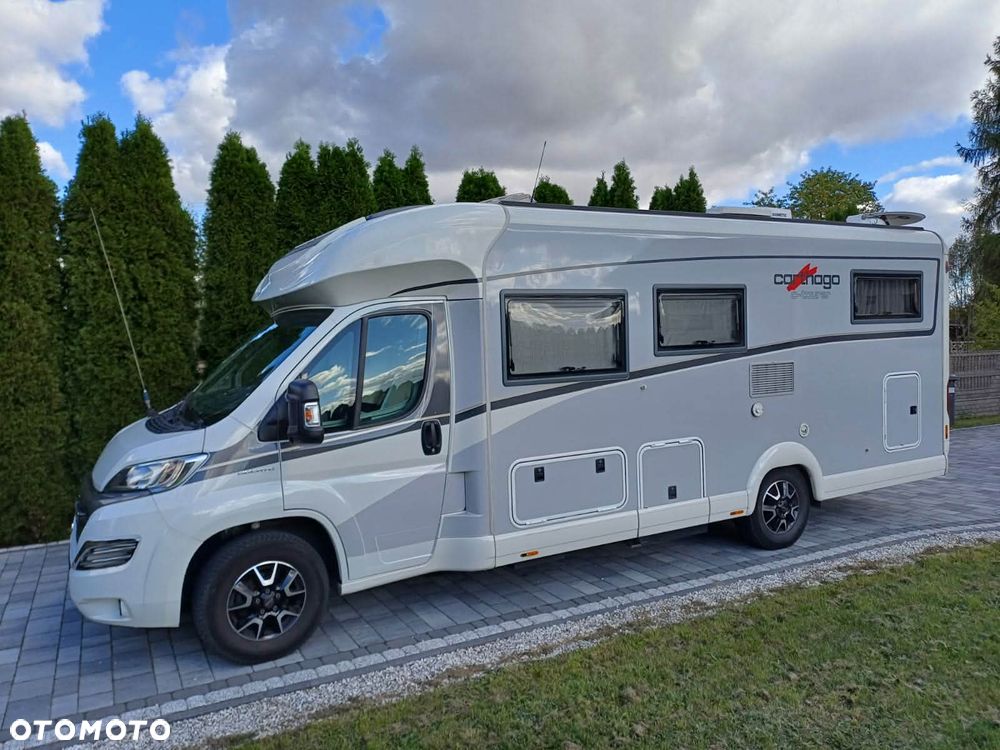 Carthago carthago - 2