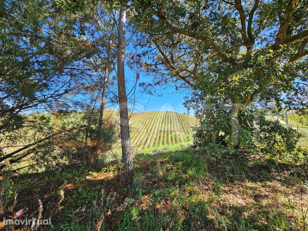 VENDA - TERRENO RÚSTICO - LIVRAMENTO MAFRA - Grande imagem: 3/42