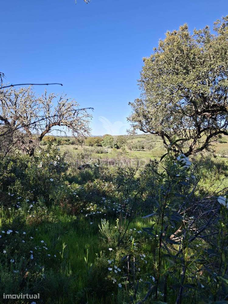 Terreno Rustico com 4,625 hectares - Grande imagem: 3/20
