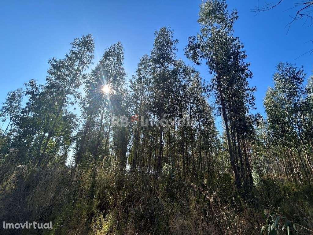 4 Terrenos Rústicos - Fonte D. João, Tomar - Grande imagem: 3/38