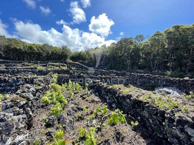 Terreno à venda em Candelária, Madalena do Pico - Grande imagem: 2/3