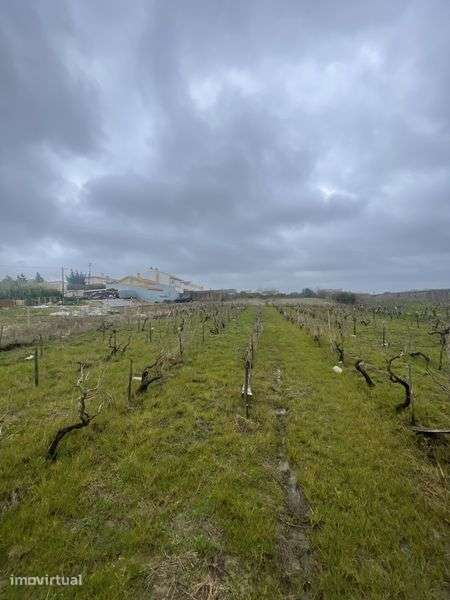 Terreno agricola 3000m2. - Grande imagem: 3/4