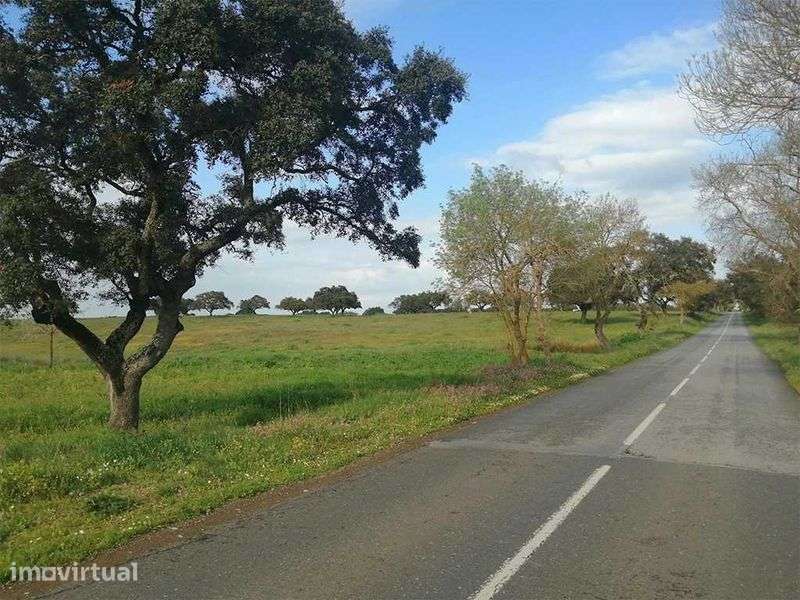Herdade 47 ha, Alentejo - Grande imagem: 3/7