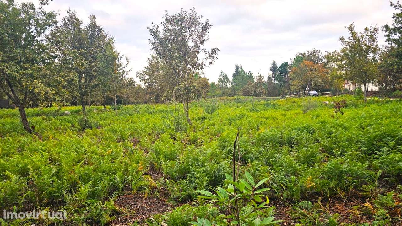 Terreno Rústico  Venda em Rio de Loba,Viseu - Grande imagem: 4/6