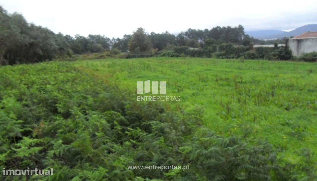Terreno Agrícola - Santa Marta de Portuzelo - Grande imagem: 2/5
