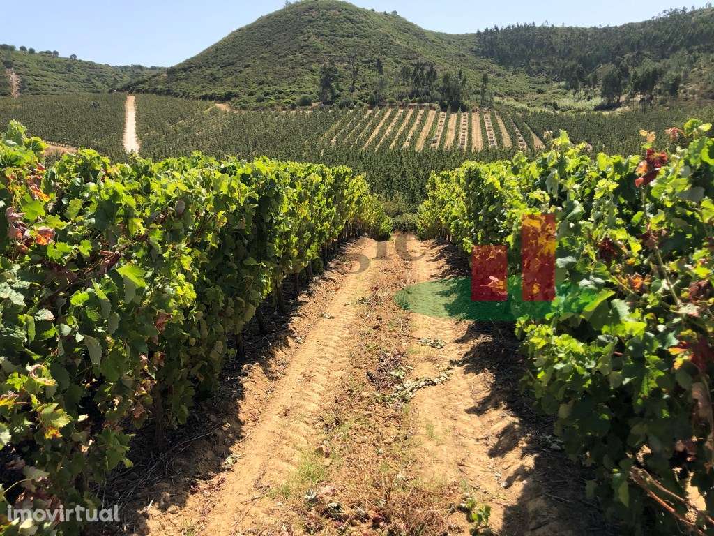 Quinta 20ha - parte Rústica junto à Serra do Montejunto***RIOMAGIC*** - Grande imagem: 2/10