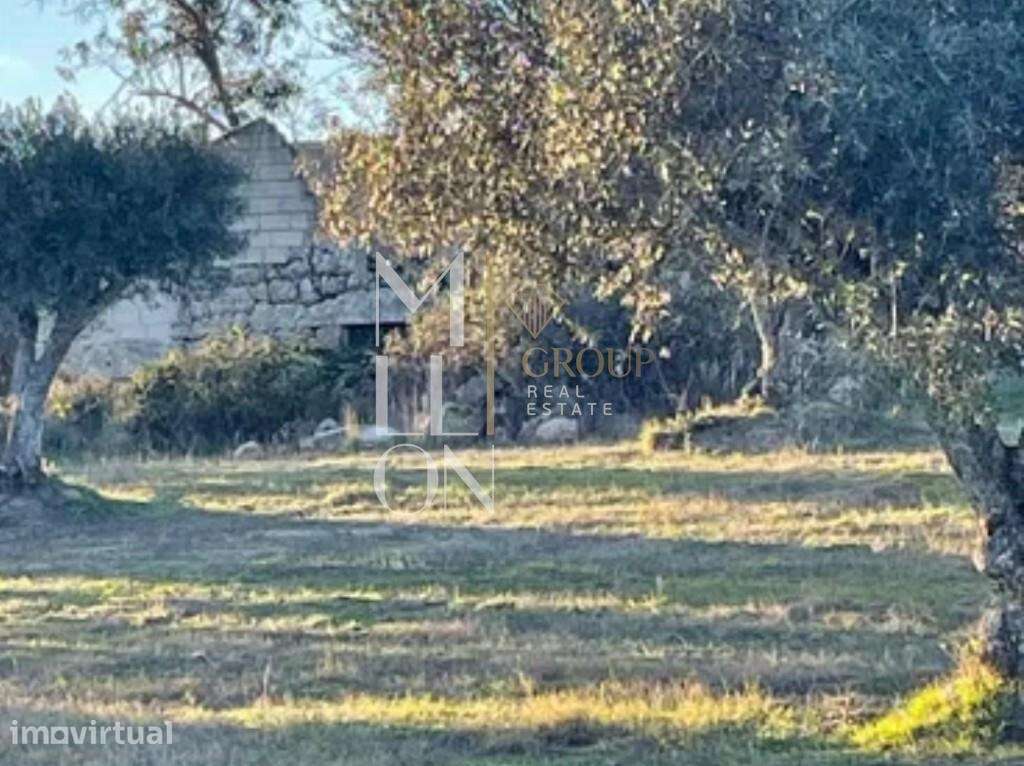 Olival Exclusivo na Velosa – Natureza, Privacidade e Potencial Único - Grande imagem: 5/11