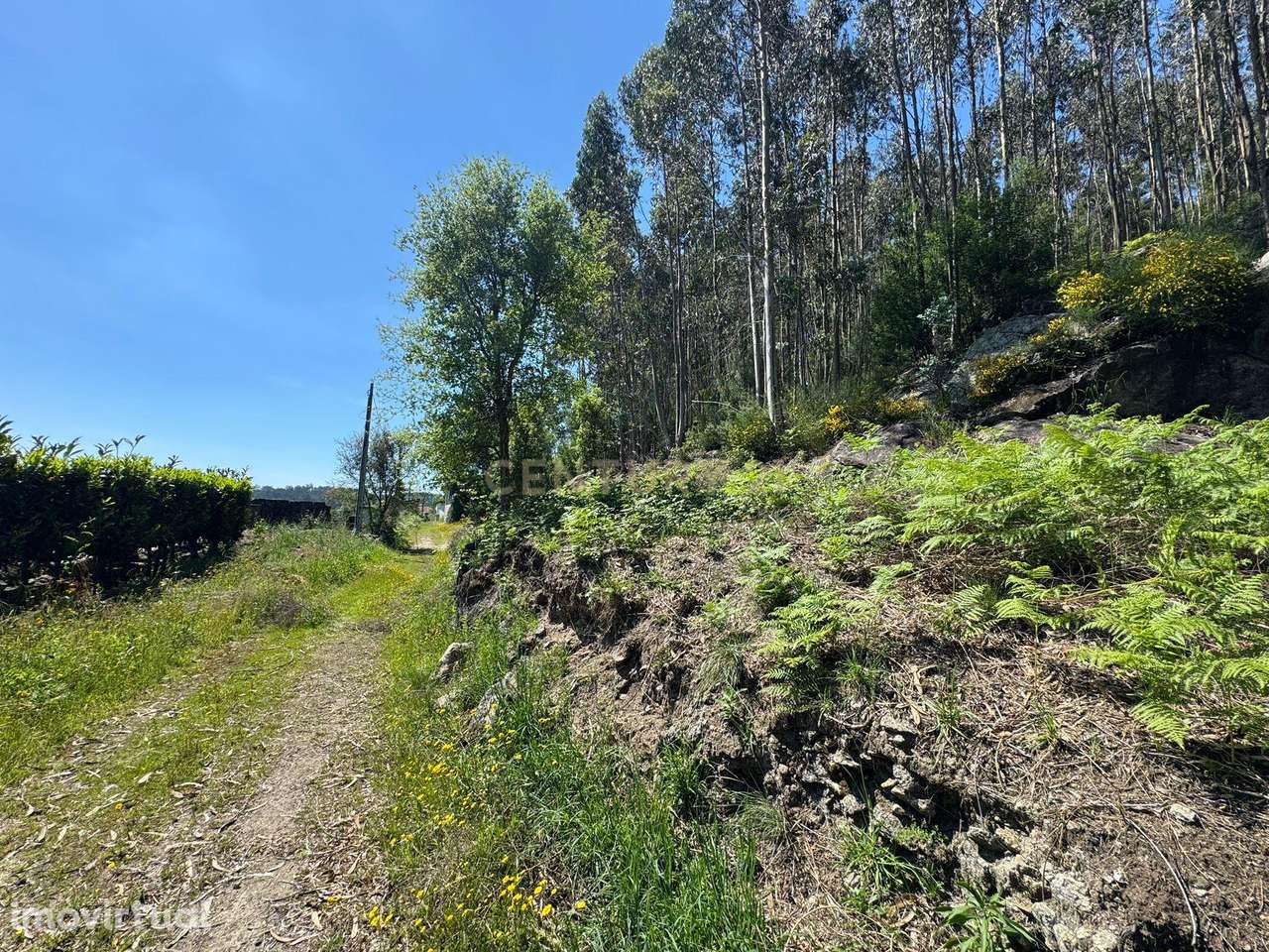 Terreno com 8000m2 em  Vila Cova - Grande imagem: 5/19