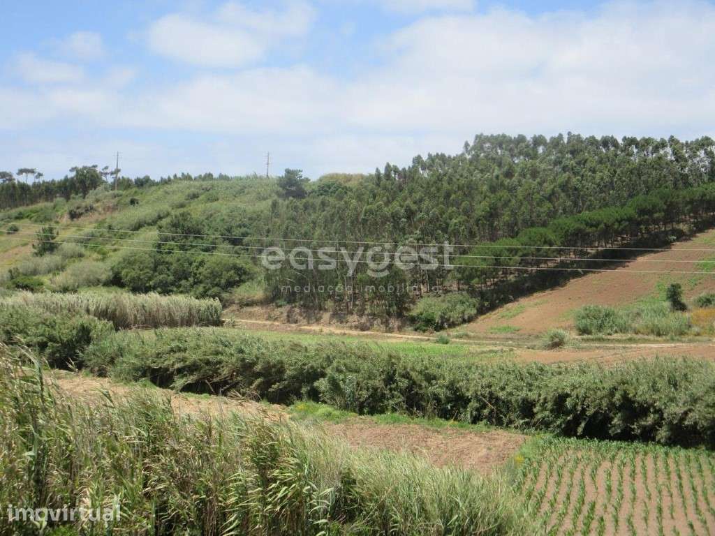 Terreno agrícola de 5920 m2 em Vale Verde, muito perto da Lourinhã - Grande imagem: 3/16