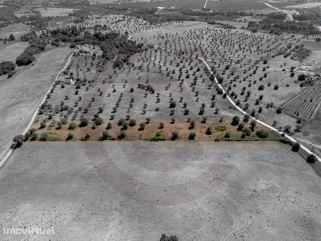 Terreno - Casal bernardino ( terra fria ), Casével, Santarém - Grande imagem: 3/7